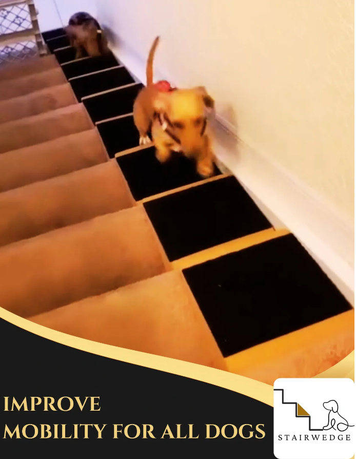 StairWedge Introduces Innovative Solution for Pet Mobility